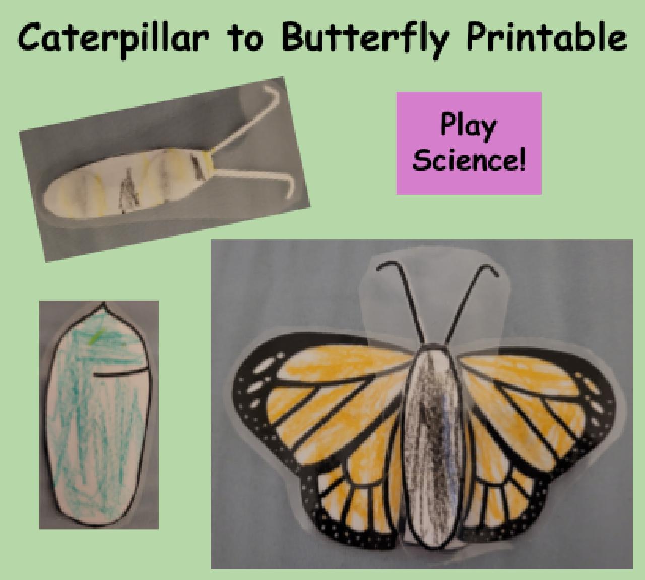 Butterfly to Caterpillar Craft